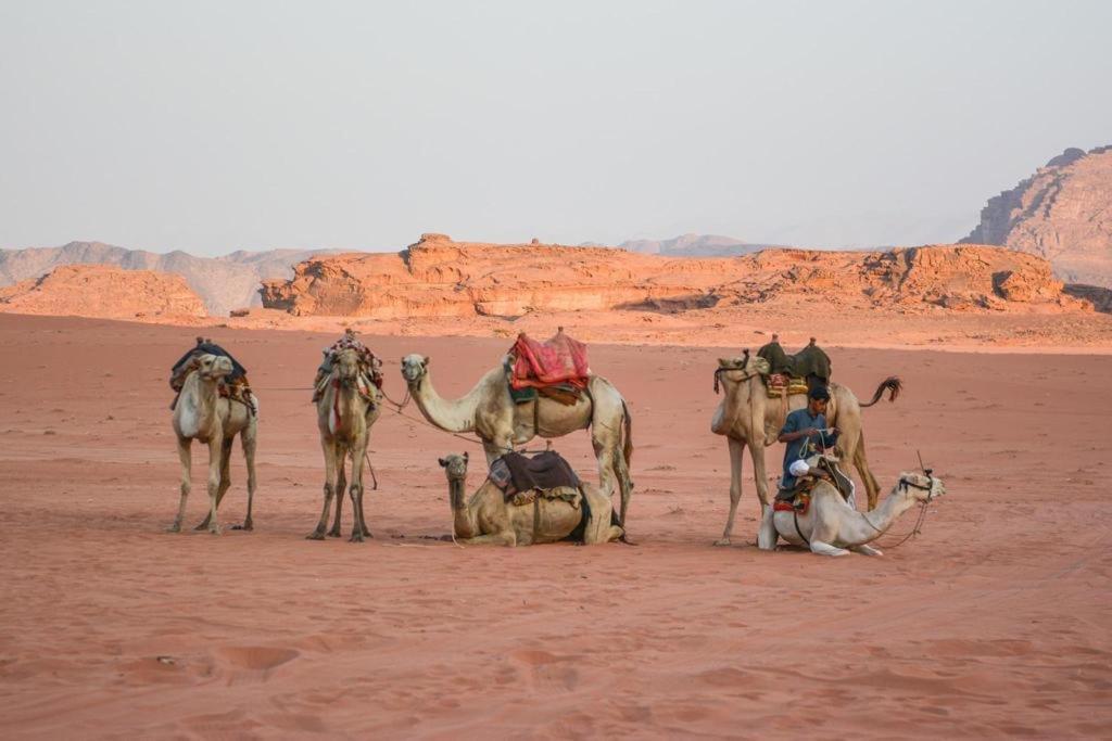 Desert Shine Camp Ram Vadisi Dış mekan fotoğraf
